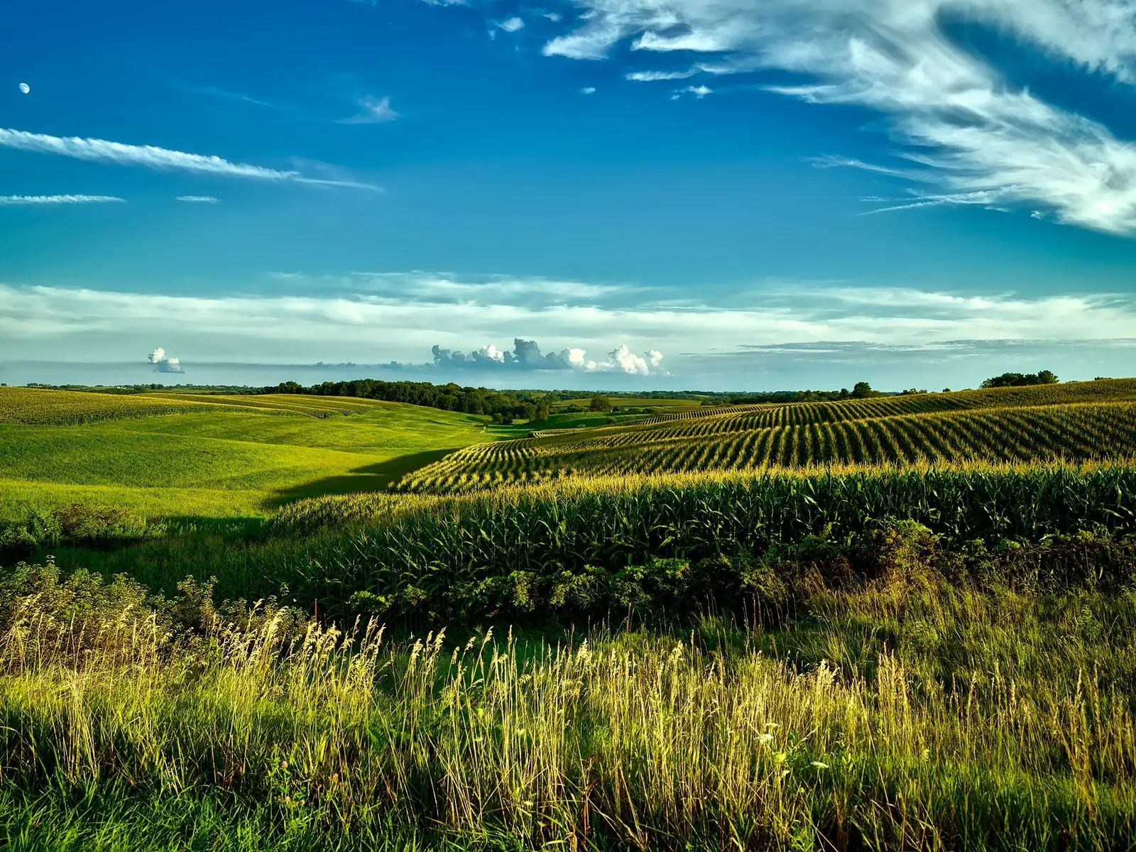 Rolling green cornfields under a blue sky in rural Iowa