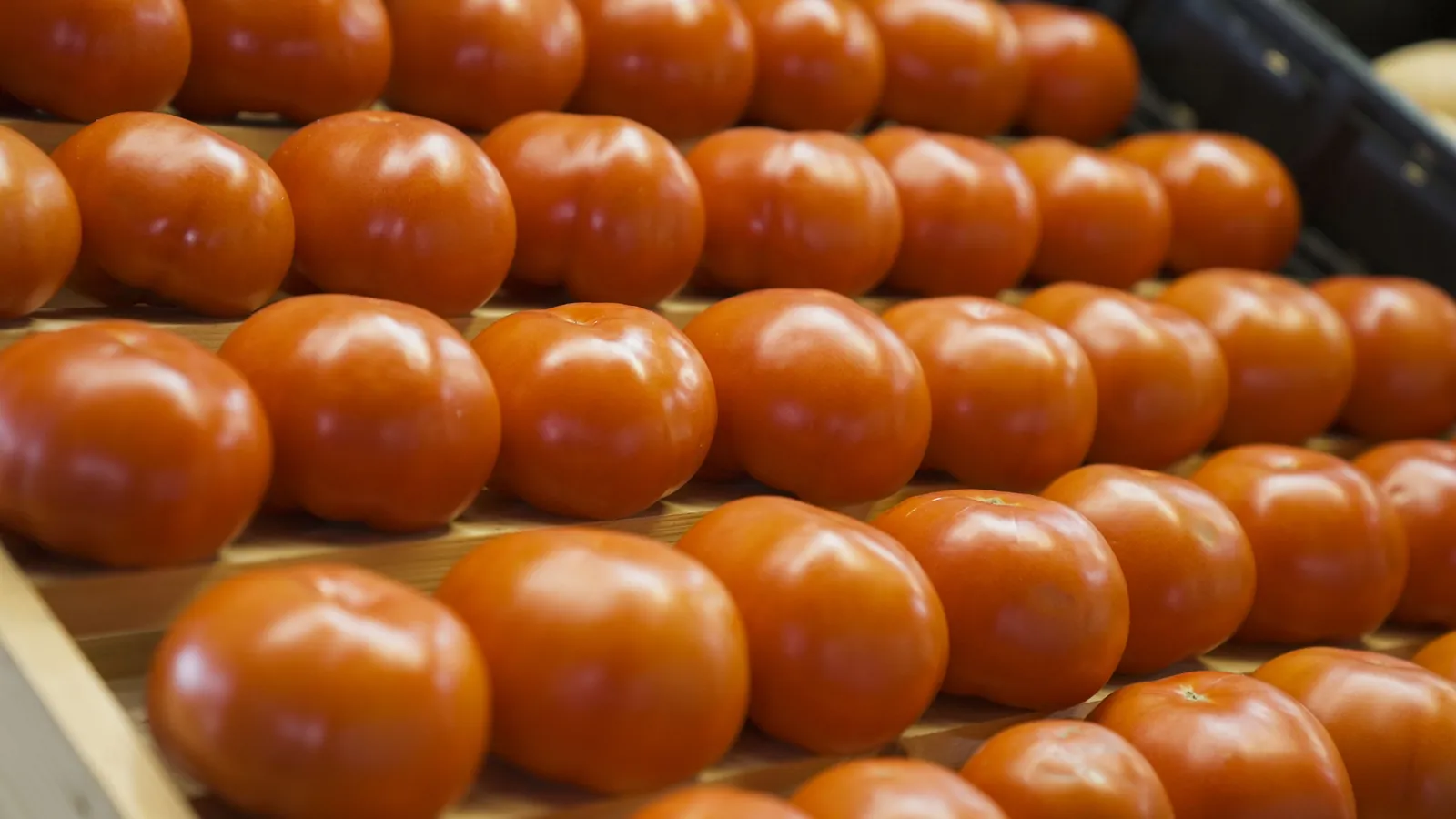 Red tomatoes lined up in a row on a wooden grocery store shelf